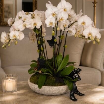 the Grand White Orchid