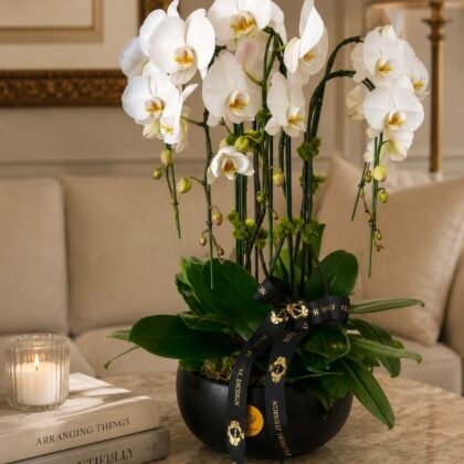 Elegance Orchid